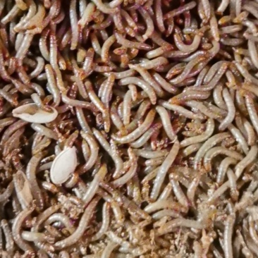 面包虫（黄粉虫）