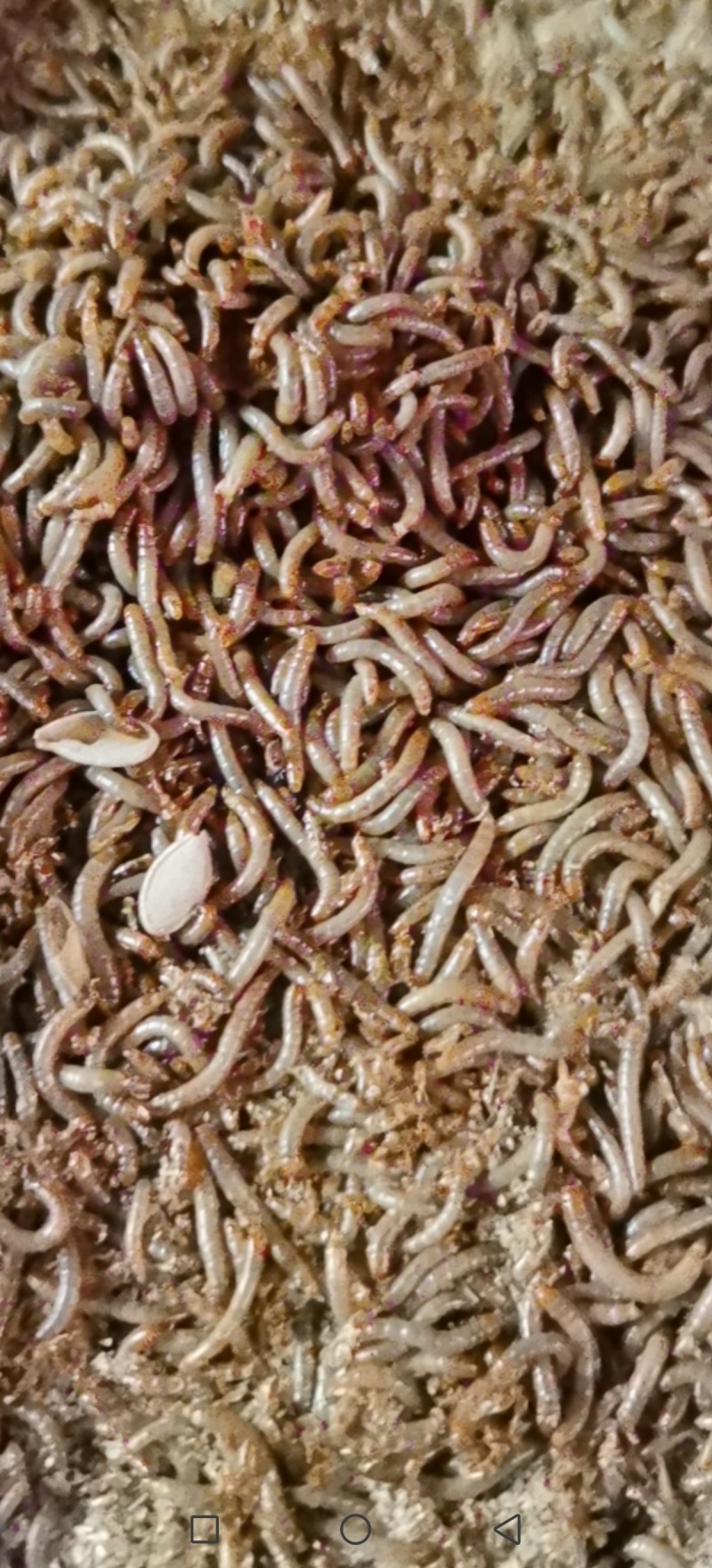面包虫（黄粉虫）