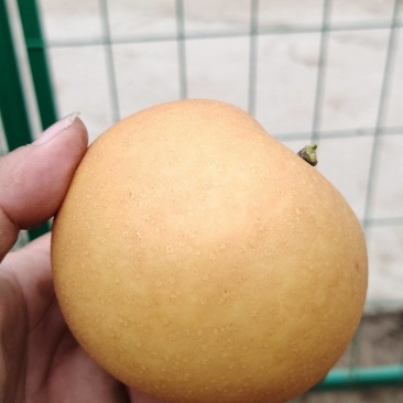 秋月梨