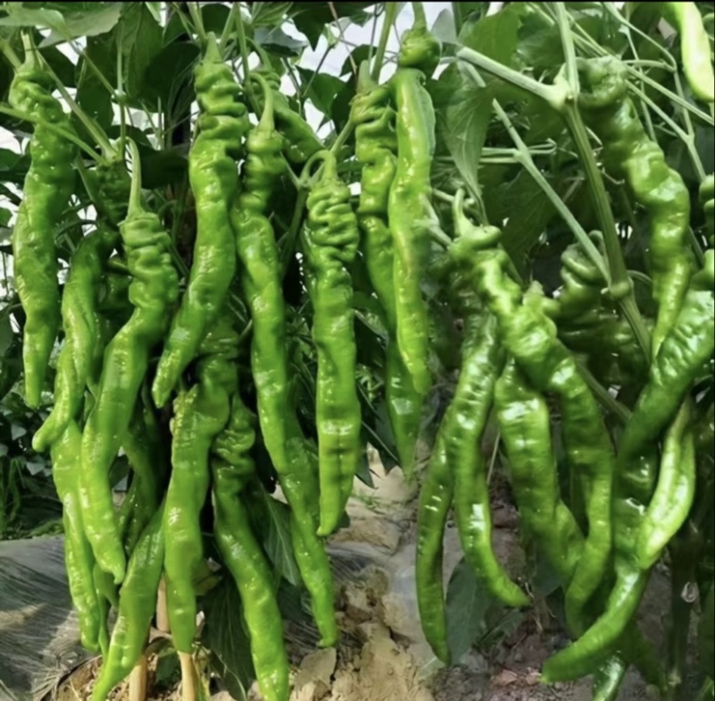 大量螺丝椒，黄皮椒上市，欢迎老板咨询