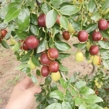 稷山板枣