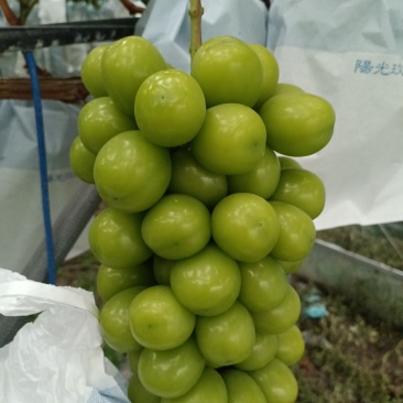 阳光玫瑰葡萄