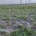 寺滩乡永泰川沙地籽瓜