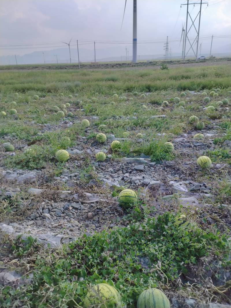 寺滩乡永泰川沙地籽瓜