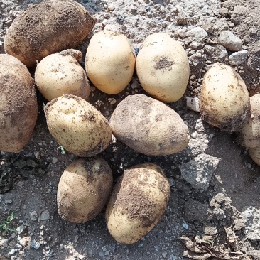 土豆🥔