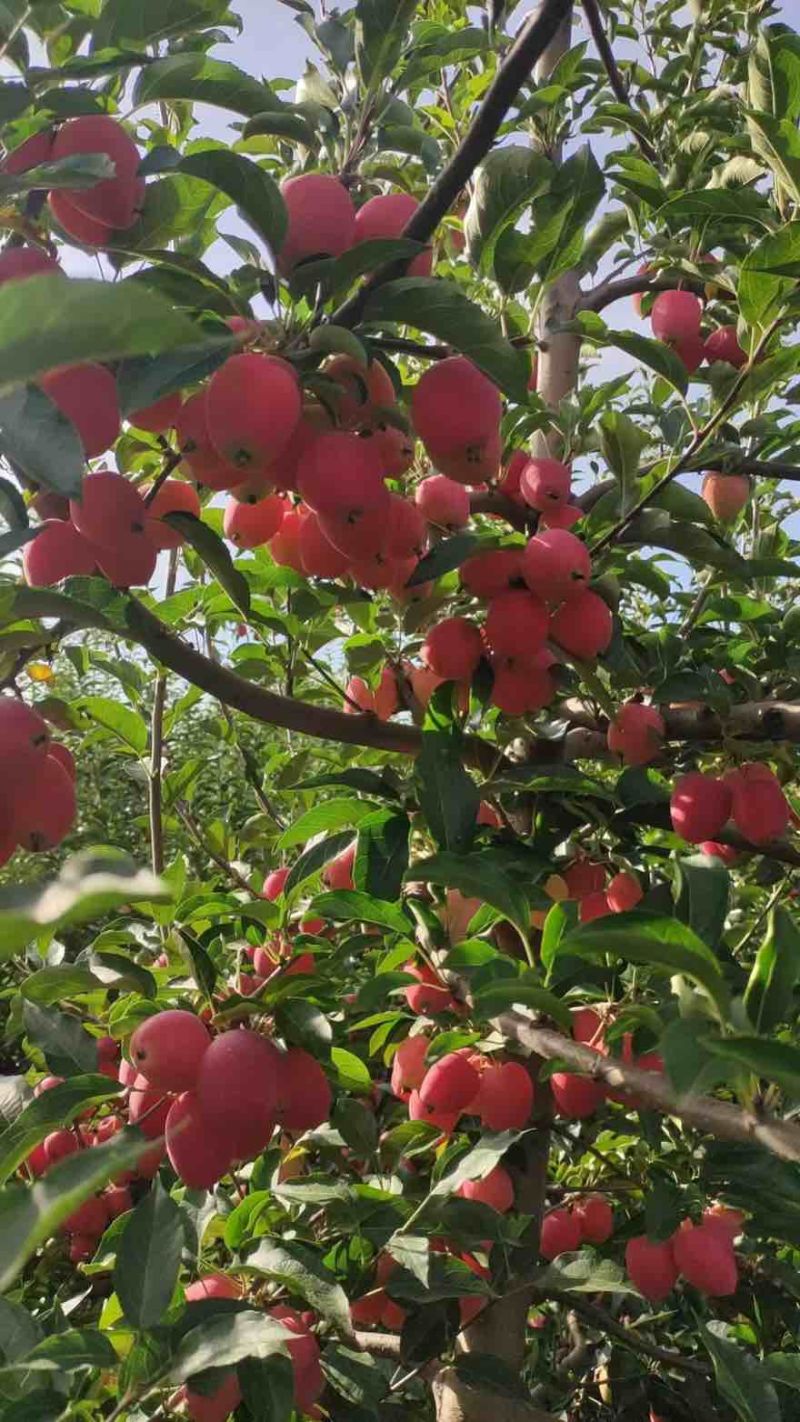 【源头供应商】内蒙古开鲁县鸡心果大量上市地头直采