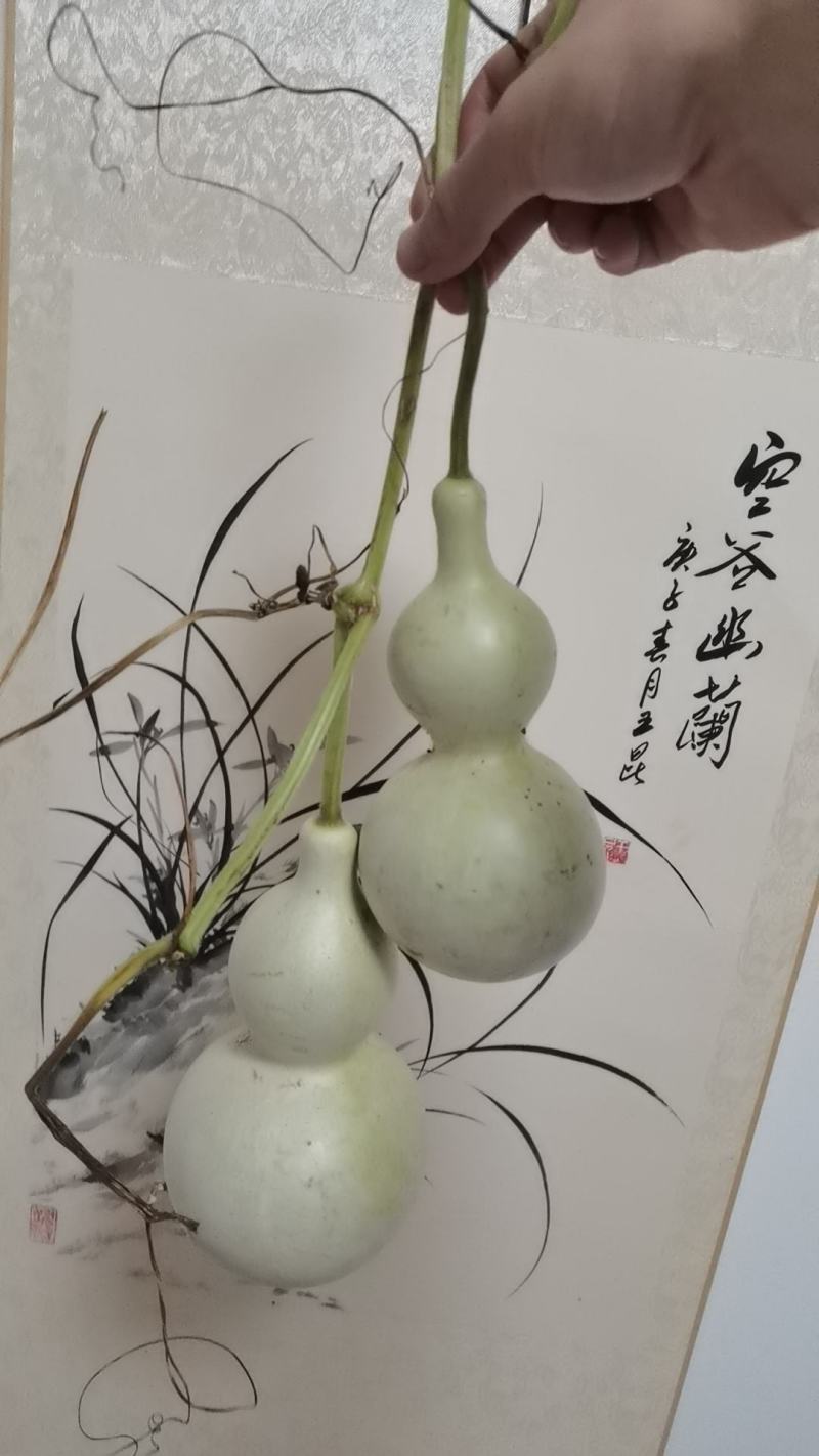 大葫芦