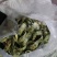 河北秦皇岛皂角