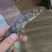 河北秦皇岛皂角