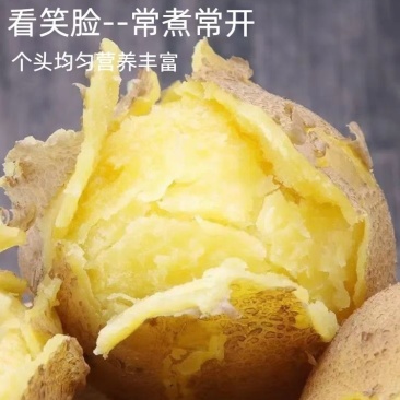 定西土豆