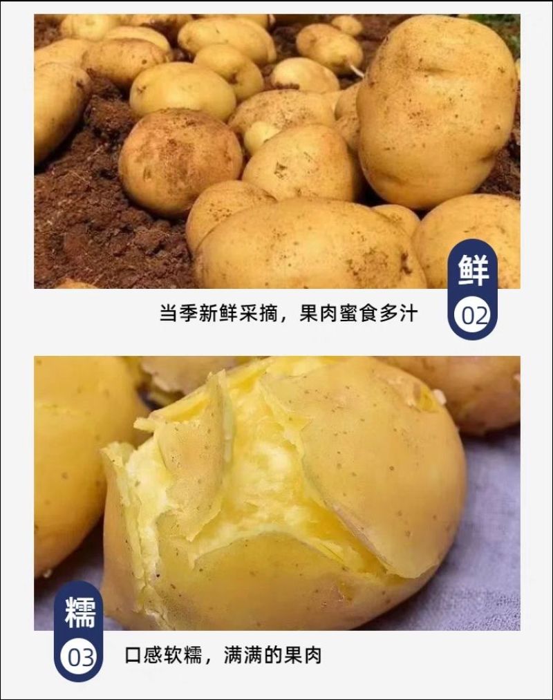 定西土豆