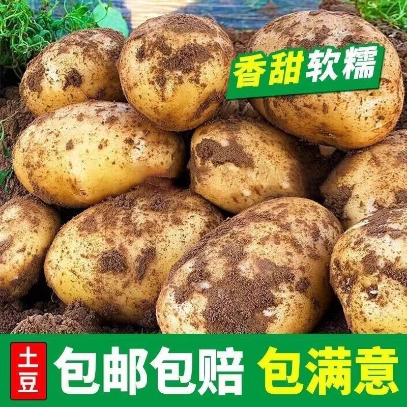 定西土豆