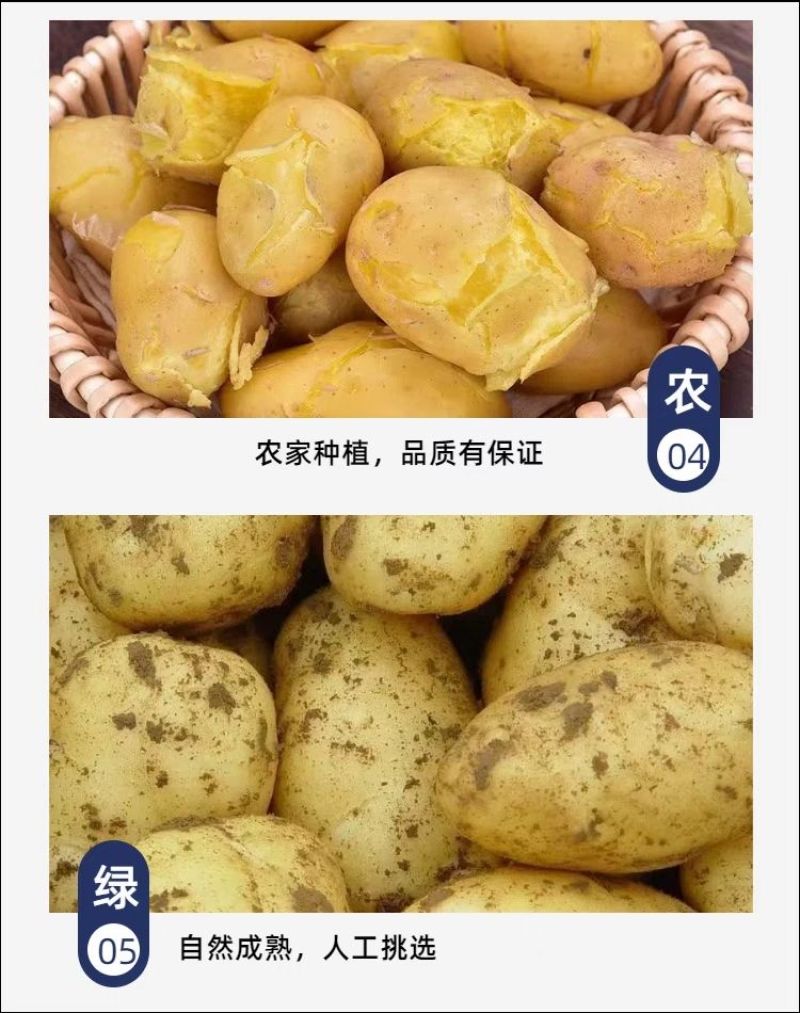 定西土豆