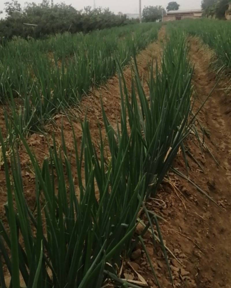 大葱