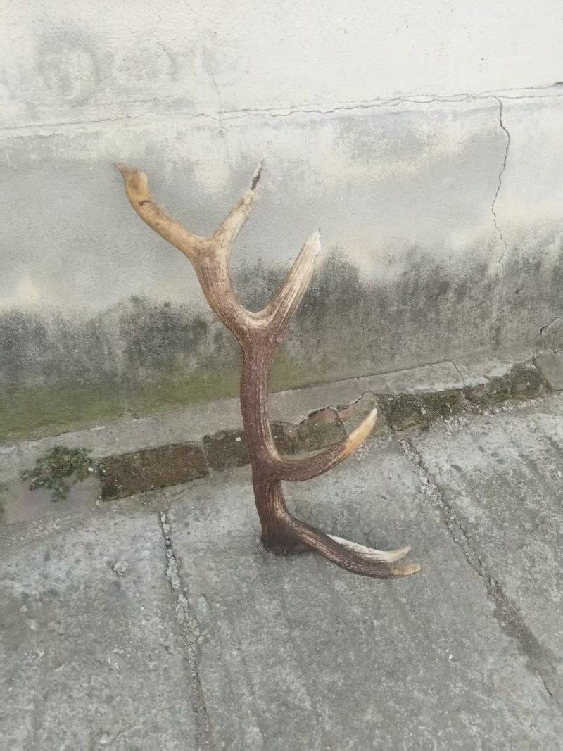 鹿角