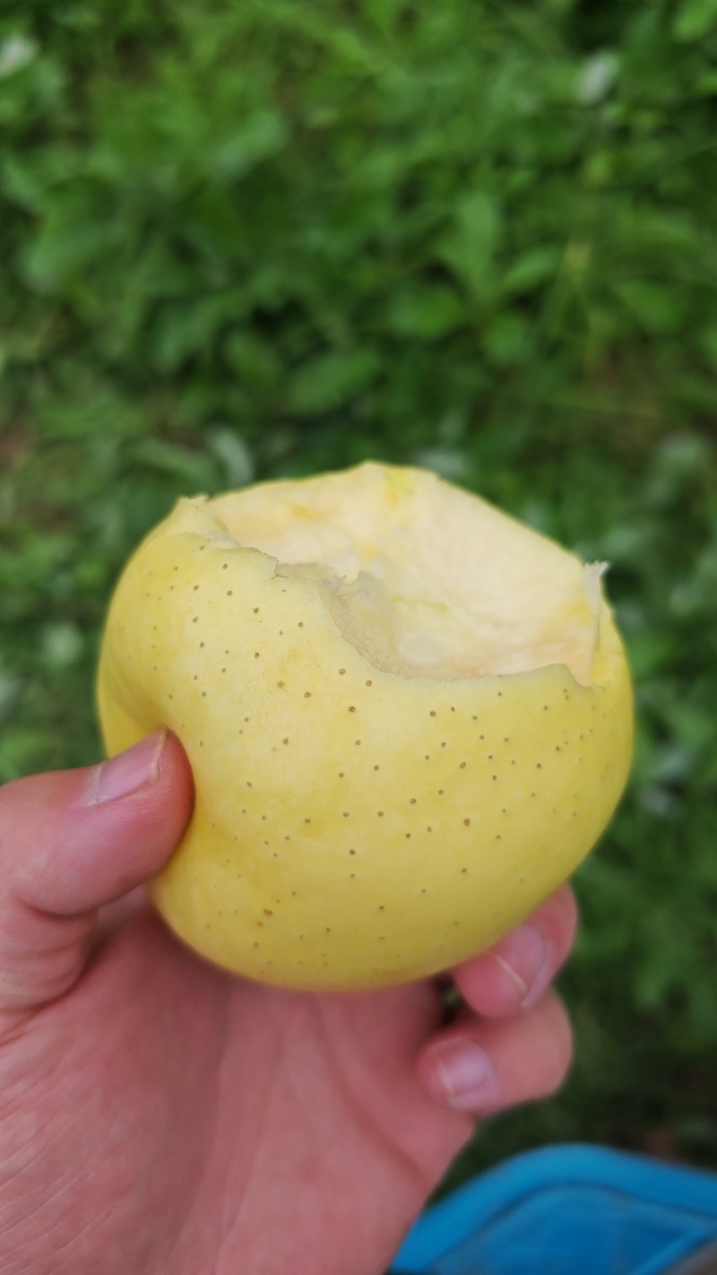 甘肃天水花牛，红心，元帅系列苹果