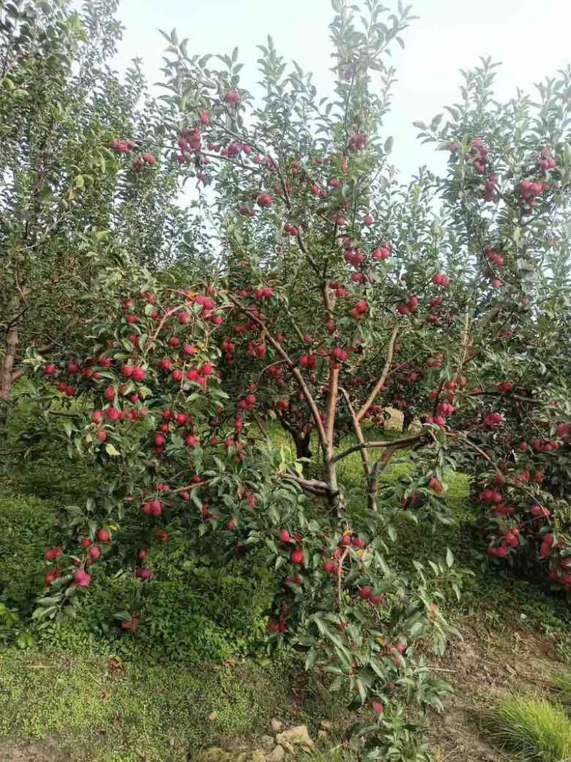 东北123小苹果