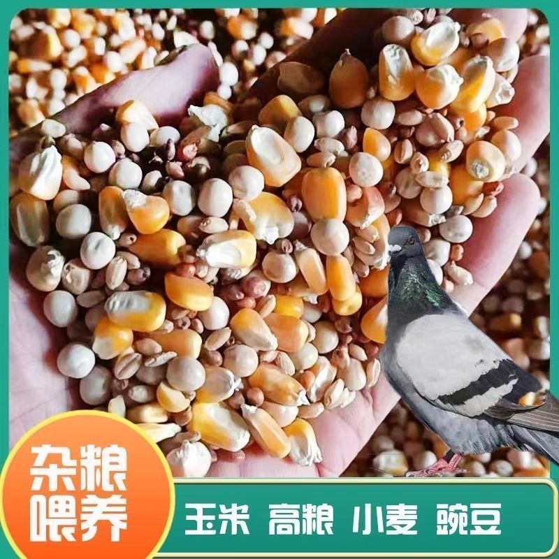 鸽子蛋