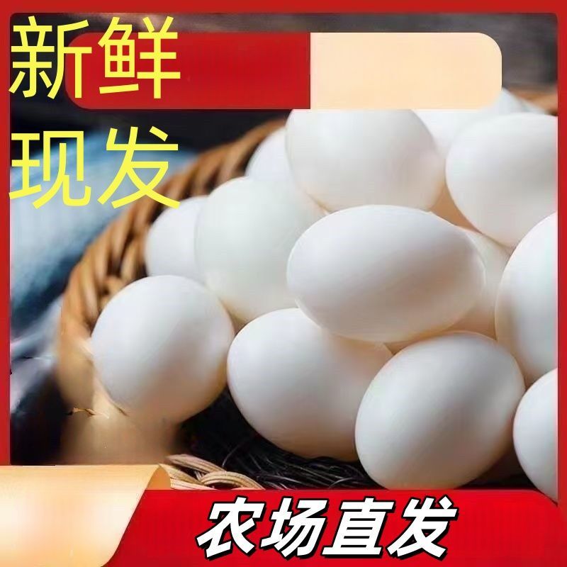 鸽子蛋