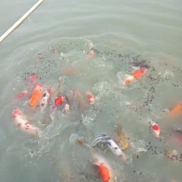精品锦鲤，留养锦鲤