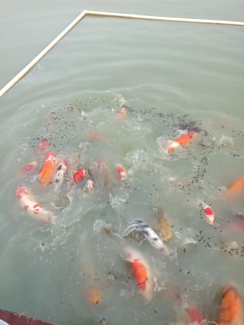 精品锦鲤，留养锦鲤