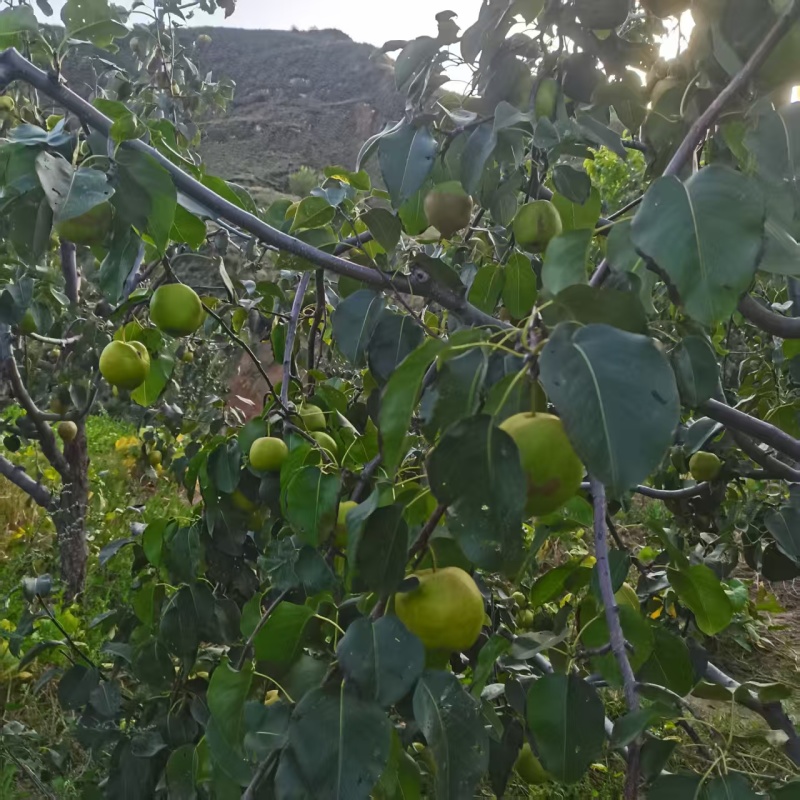 玉露香梨，自家种的