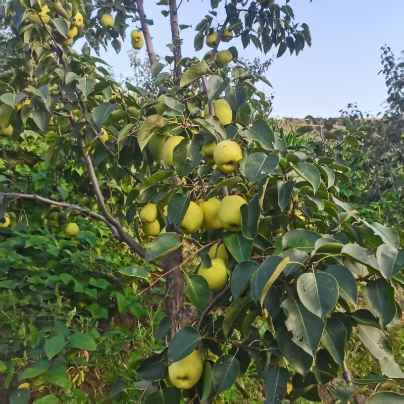 玉露香梨，自家种的
