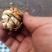 漾濞核桃