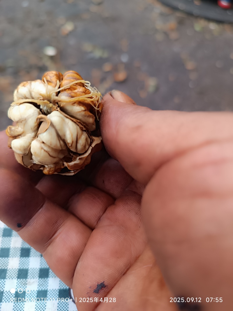 漾濞核桃