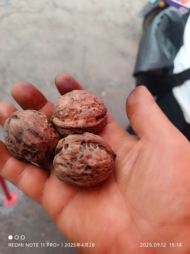 漾濞核桃