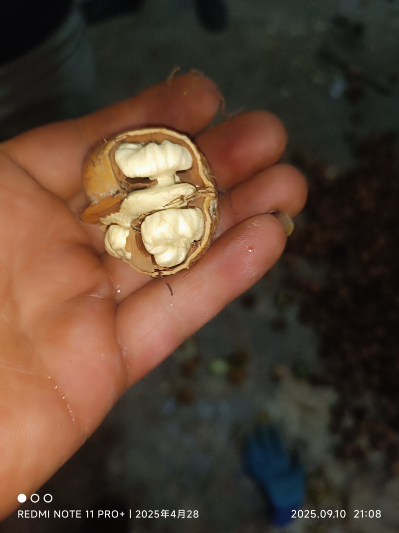 漾濞核桃