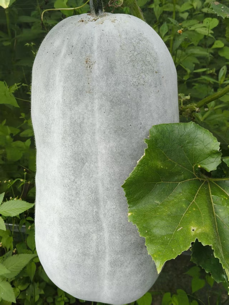 海南桶形粉皮冬瓜