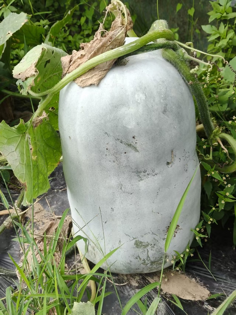 海南桶形粉皮冬瓜