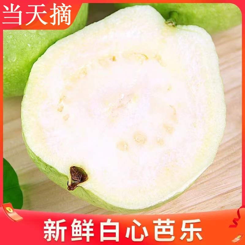福建珍珠芭乐货源充足供货稳定现摘现发可以代办