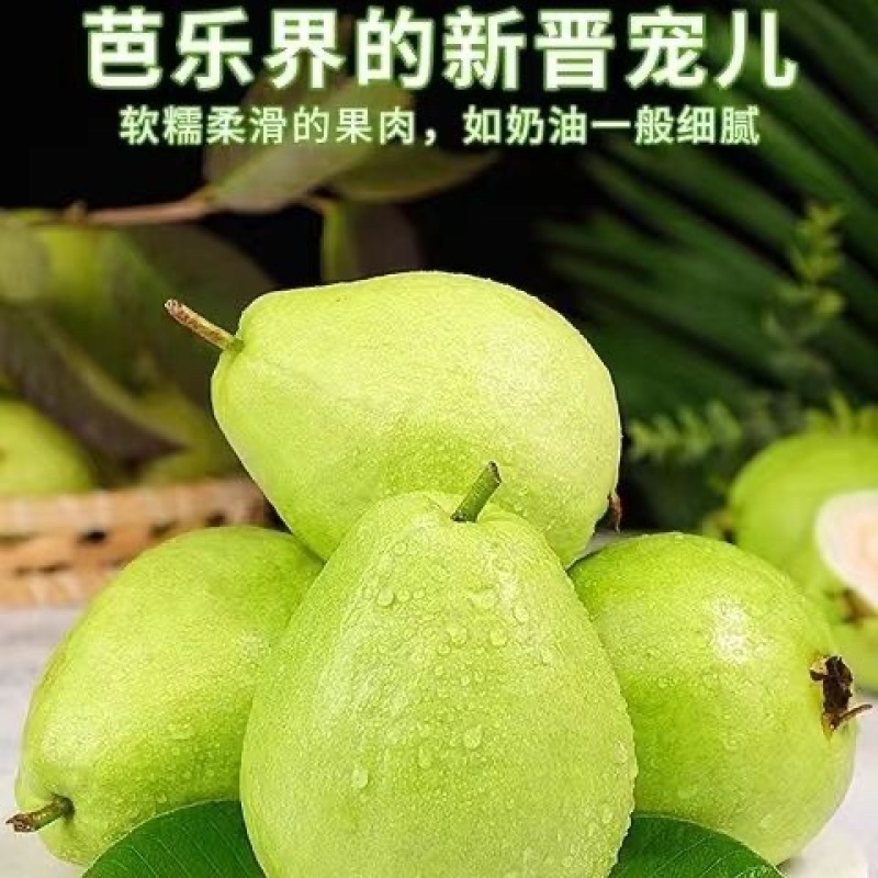 福建珍珠芭乐货源充足供货稳定现摘现发可以代办