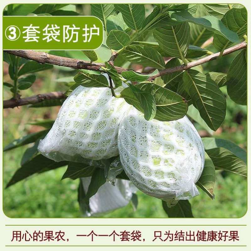 福建珍珠芭乐货源充足供货稳定现摘现发可以代办