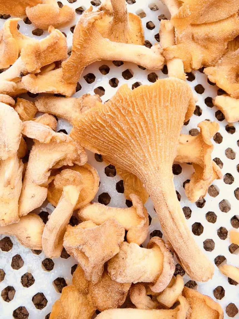 野生鸡油菌出售