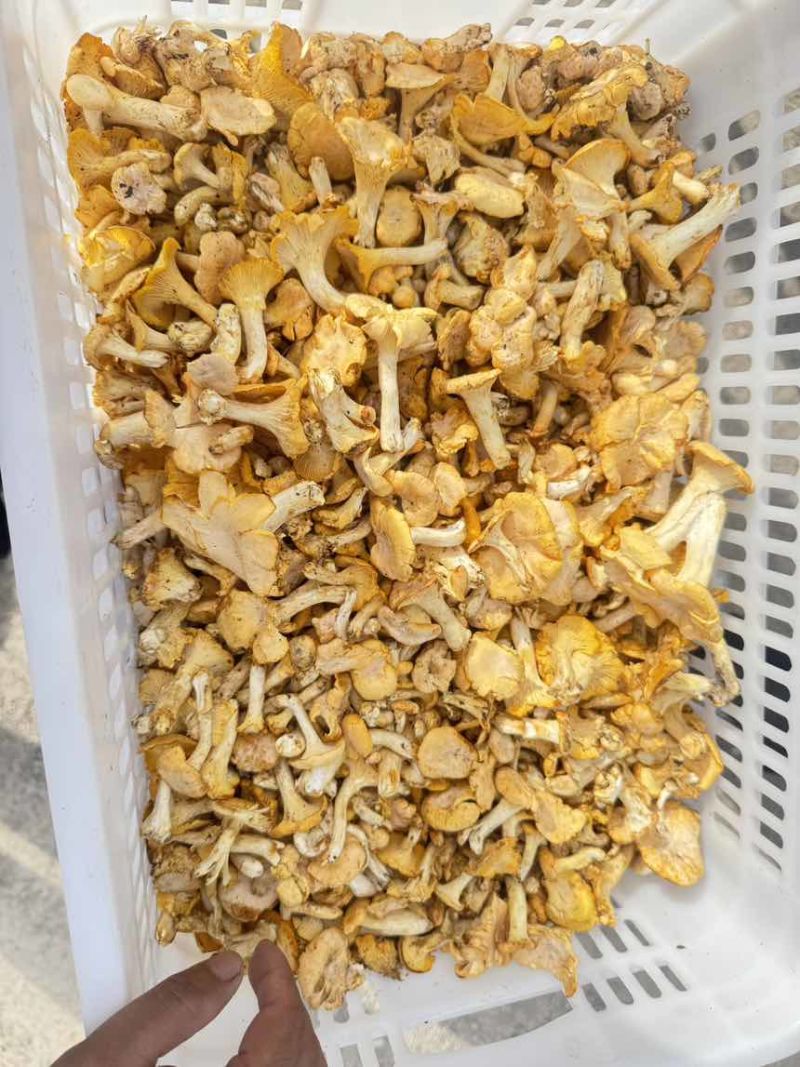 野生鸡油菌出售