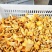 野生鸡油菌出售