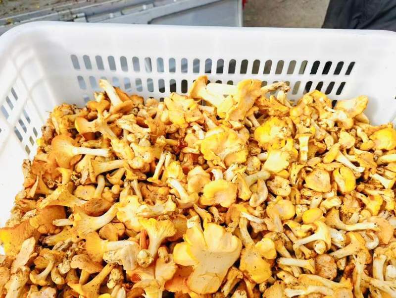 野生鸡油菌出售