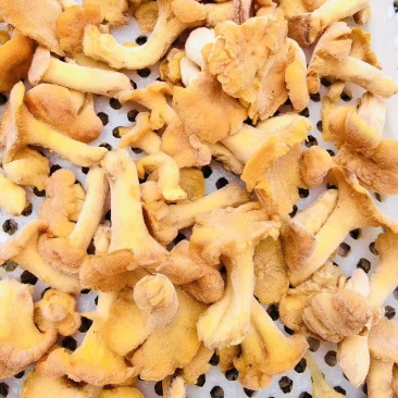 速冻鸡油菌