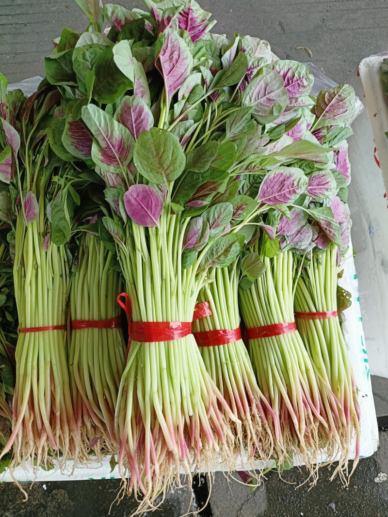红苋菜