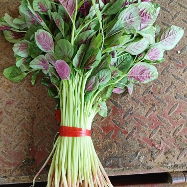 红苋菜