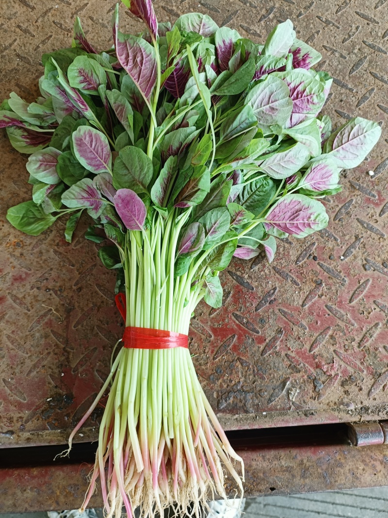 红苋菜