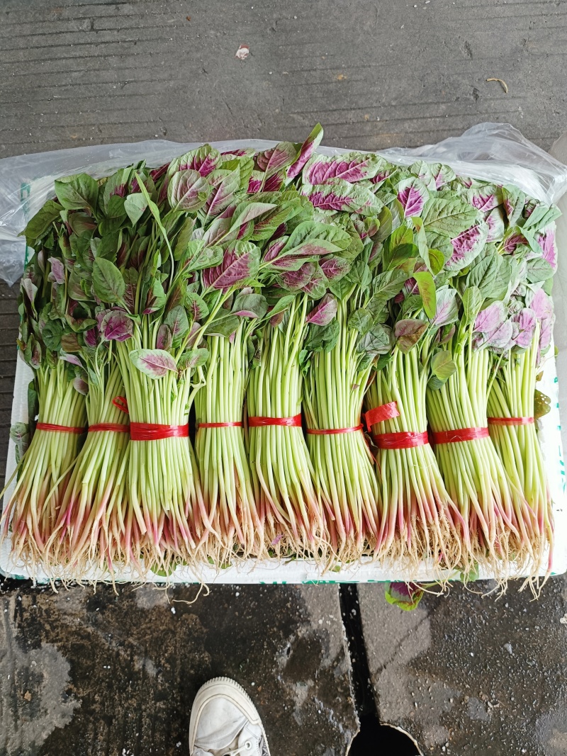 红苋菜