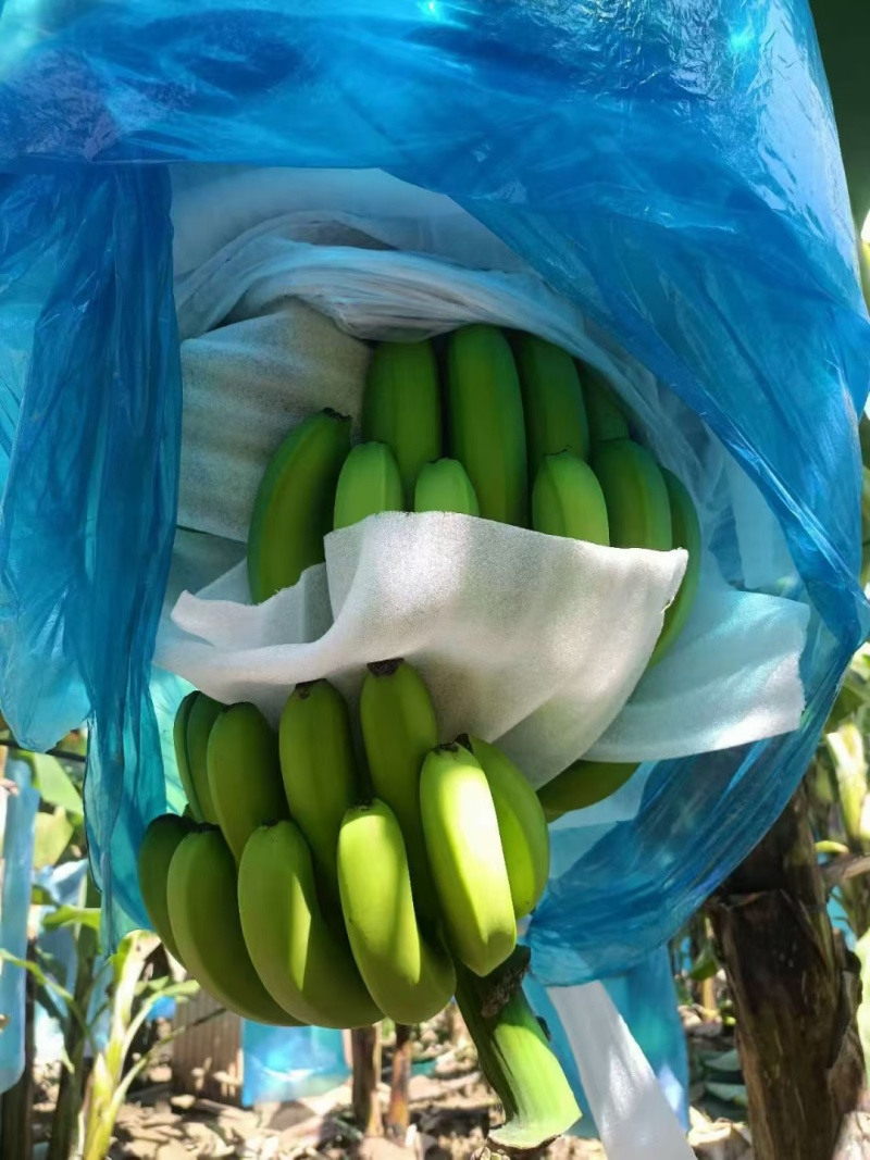 香蕉