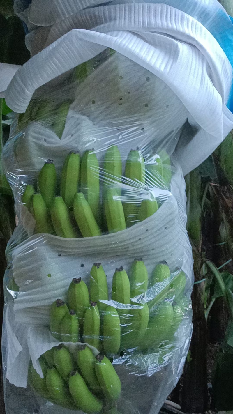 香蕉
