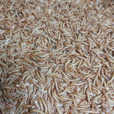 黄粉虫面包虫