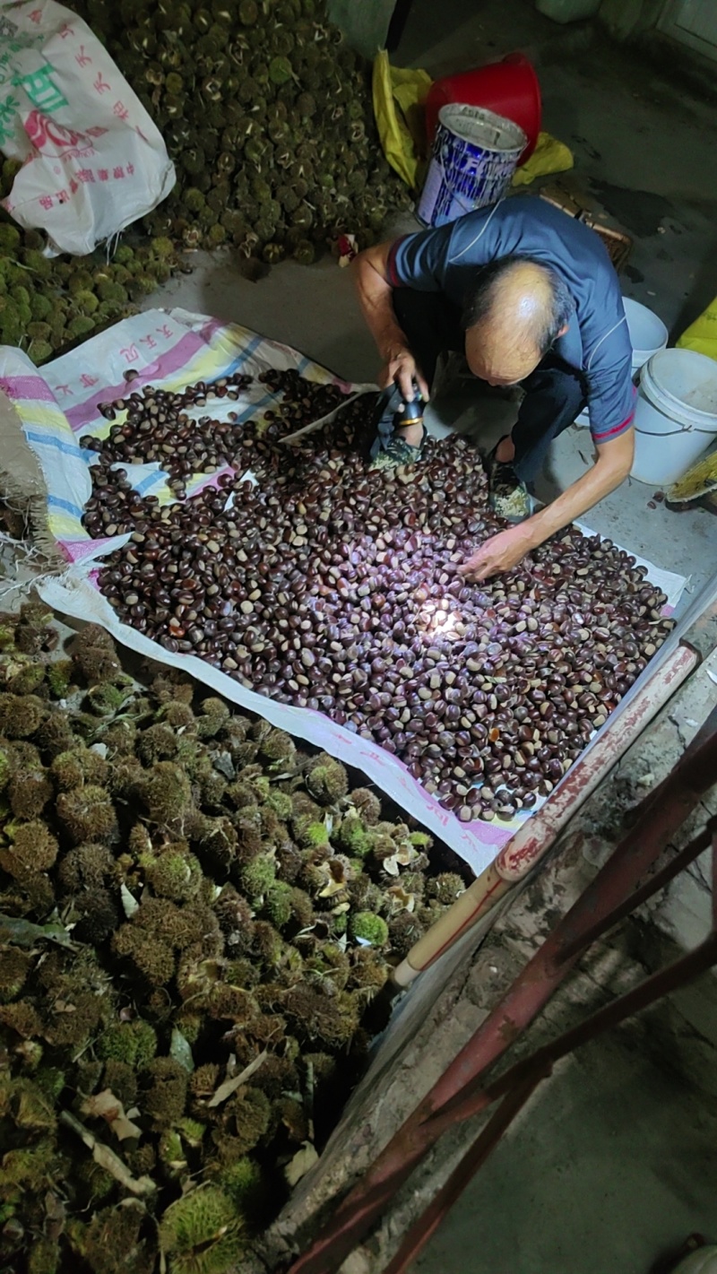 大板栗农家栗子