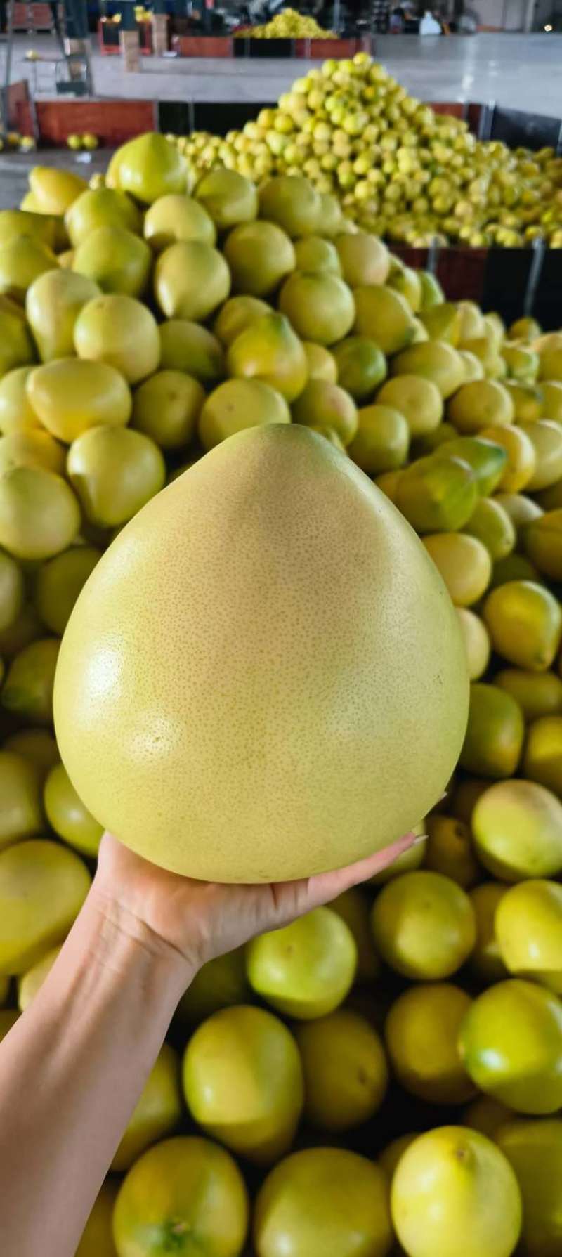 蜜柚